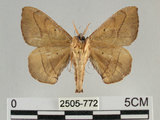 中文名:綠茶蠶蛾(2505-772)學名:Andraca olivacea Matsumura, 1927(2505-772)