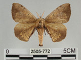 中文名:綠茶蠶蛾(2505-772)學名:Andraca olivacea Matsumura, 1927(2505-772)