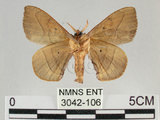 中文名:綠茶蠶蛾(3042-106)學名:Andraca olivacea Matsumura, 1927(3042-106)