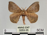 中文名:綠茶蠶蛾(3253-35)學名:Andraca olivacea Matsumura, 1927(3253-35)