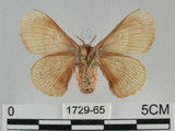 中文名:圓端家蠶 (黃家蠶)(1729-65)學名:Bombyx rotundapex Miyata & Kishida, 1990(1729-65)