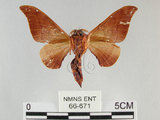 中文名:鉤翅赭蠶蛾(66-671)學名:Mustilia gerontica West, 1932 (66-671)