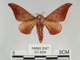中文名:鉤翅赭蠶蛾(67-804)學名:Mustilia gerontica West, 1932(67-804)