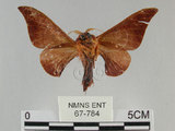 中文名:鉤翅赭蠶蛾(67-784)學名:Mustilia gerontica West, 1932(67-784)