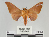 中文名:鉤翅赭蠶蛾(245-248)學名:Mustilia gerontica West, 1932(245-248)