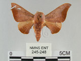 中文名:鉤翅赭蠶蛾(245-248)學名:Mustilia gerontica West, 1932(245-248)