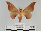 中文名:鉤翅赭蠶蛾(245-236)學名:Mustilia gerontica West, 1932(245-236)