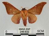 中文名:鉤翅赭蠶蛾(246-832)學名:Mustilia gerontica West, 1932(246-832)