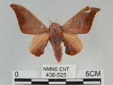 中文名:鉤翅赭蠶蛾(438-525)學名:Mustilia gerontica West, 1932(438-525)