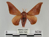 中文名:鉤翅赭蠶蛾(520-195)學名:Mustilia gerontica West, 1932(520-195)