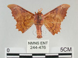 中文名:波花蠶蛾(244-476)學名:Oberthueria formosibia Matsumura, 1927 (244-476)