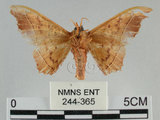 中文名:波花蠶蛾(244-365)學名:Oberthueria formosibia Matsumura, 1927(244-365)