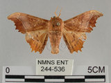 中文名:波花蠶蛾(244-536)學名:Oberthueria formosibia Matsumura, 1927(244-536)
