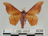 中文名:波花蠶蛾(1282-10147)學名:Oberthueria formosibia Matsumura, 1927(1282-10147)