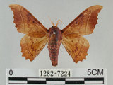 中文名:波花蠶蛾(1282-7224)學名:Oberthueria formosibia Matsumura, 1927(1282-7224)