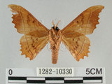 中文名:波花蠶蛾(1282-10330)學名:Oberthueria formosibia Matsumura, 1927(1282-10330)