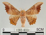 中文名:波花蠶蛾(1282-8314)學名:Oberthueria formosibia Matsumura, 1927(1282-8314)