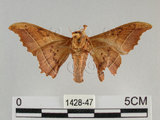中文名:波花蠶蛾(1428-47)學名:Oberthueria formosibia Matsumura, 1927(1428-47)