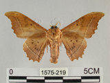 中文名:波花蠶蛾(1575-219)學名:Oberthueria formosibia Matsumura, 1927(1575-219)