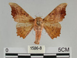 中文名:波花蠶蛾(1586-8)學名:Oberthueria formosibia Matsumura, 1927(1586-8)