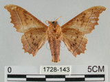 中文名:波花蠶蛾(1728-143)學名:Oberthueria formosibia Matsumura, 1927(1728-143)