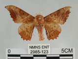 中文名:波花蠶蛾(2985-123)學名:Oberthueria formosibia Matsumura, 1927(2985-123)