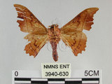 中文名:波花蠶蛾(3940-630)學名:Oberthueria formosibia Matsumura, 1927(3940-630)