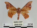 中文名:波花蠶蛾(3940-630)學名:Oberthueria formosibia Matsumura, 1927(3940-630)