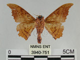 中文名:波花蠶蛾(3940-751)學名:Oberthueria formosibia Matsumura, 1927(3940-751)