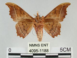 中文名:波花蠶蛾(4095-1188)學名:Oberthueria formosibia Matsumura, 1927(4095-1188)