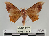 中文名:波花蠶蛾(4095-1183)學名:Oberthueria formosibia Matsumura, 1927(4095-1183)