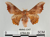 中文名:波花蠶蛾(4784-89)學名:Oberthueria formosibia Matsumura, 1927(4784-89)