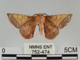 中文名:小窗蠶蛾(752-474)學名:Prismostica fenestrata Butler, 1880(752-474)
