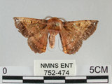 中文名:小窗蠶蛾(752-474)學名:Prismostica fenestrata Butler, 1880(752-474)