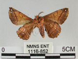 中文名:小窗蠶蛾(1116-852)學名:Prismostica fenestrata Butler, 1880(1116-852)