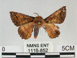 中文名:小窗蠶蛾(1116-852)學名:Prismostica fenestrata Butler, 1880(1116-852)