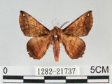 中文名:小窗蠶蛾(1282-21737)學名:Prismostica fenestrata Butler, 1880(1282-21737)