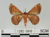 中文名:小窗蠶蛾(1282-5840)學名:Prismostica fenestrata Butler, 1880(1282-5840)