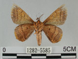 中文名:小窗蠶蛾(1282-5585)學名:Prismostica fenestrata Butler, 1880(1282-5585)