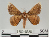 中文名:小窗蠶蛾(1282-5585)學名:Prismostica fenestrata Butler, 1880(1282-5585)