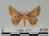 中文名:小窗蠶蛾(1282-5777)學名:Prismostica fenestrata Butler, 1880(1282-5777)