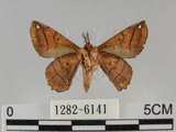 中文名:小窗蠶蛾(1282-6141)學名:Prismostica fenestrata Butler, 1880(1282-6141)