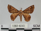 中文名:小窗蠶蛾(1282-6141)學名:Prismostica fenestrata Butler, 1880(1282-6141)