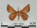 中文名:小窗蠶蛾(1282-5933)學名:Prismostica fenestrata Butler, 1880(1282-5933)