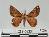 中文名:小窗蠶蛾(1282-5933)學名:Prismostica fenestrata Butler, 1880(1282-5933)