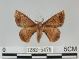 中文名:小窗蠶蛾(1282-5479)學名:Prismostica fenestrata Butler, 1880(1282-5479)