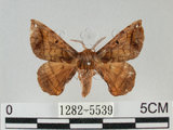 中文名:小窗蠶蛾(1282-5539)學名:Prismostica fenestrata Butler, 1880(1282-5539)