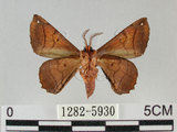 中文名:小窗蠶蛾(1282-5930)學名:Prismostica fenestrata Butler, 1880(1282-5930)