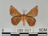 中文名:小窗蠶蛾(1282-5517)學名:Prismostica fenestrata Butler, 1880(1282-5517)