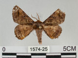 中文名:小窗蠶蛾(1574-25)學名:Prismostica fenestrata Butler, 1880(1574-25)